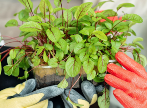 Greening for Wellbeing