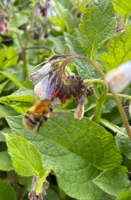 beewalk