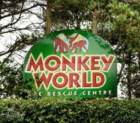 monkey-world