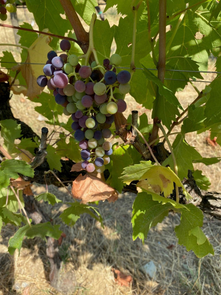 vineyard