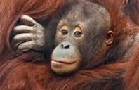 close up image of an ape. its reddish fur makes up the entire background as the ape looks at the camera